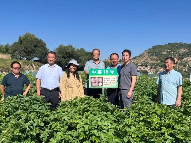 马铃薯种植技术