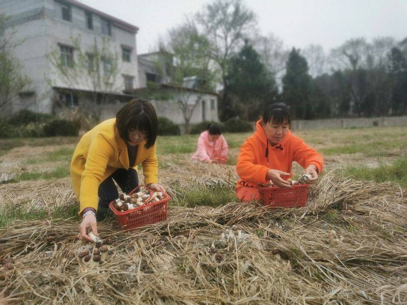 Artificial shed pine cultivation techniques