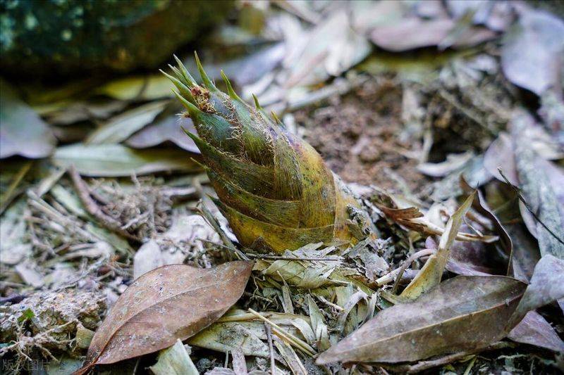 小琴丝竹的种植方法