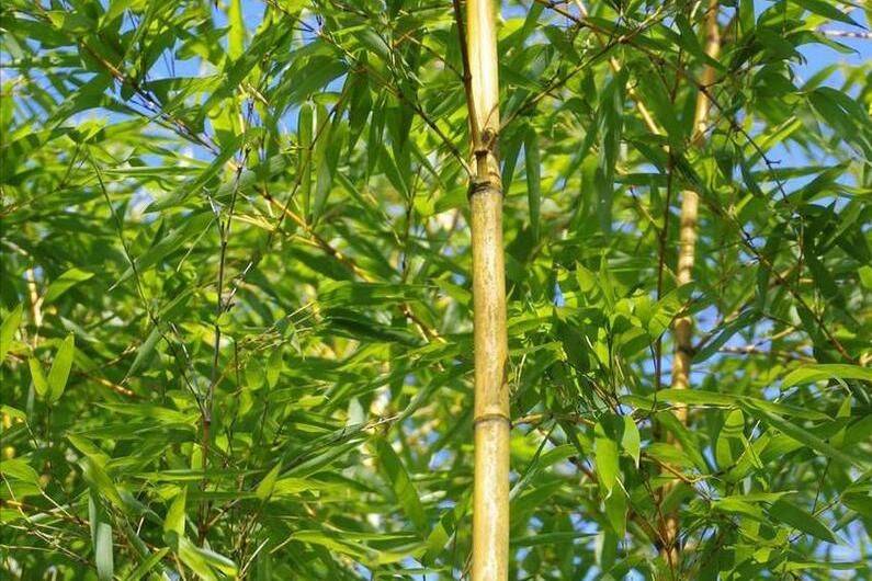 小琴丝竹的种植方法