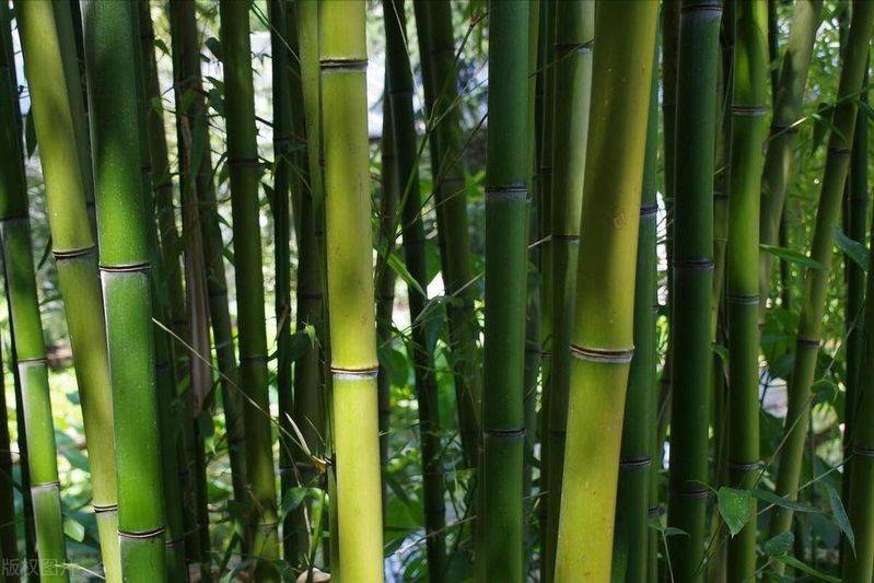 小琴丝竹的种植方法