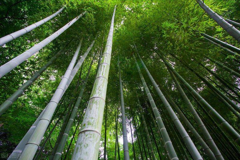 小琴丝竹的种植方法