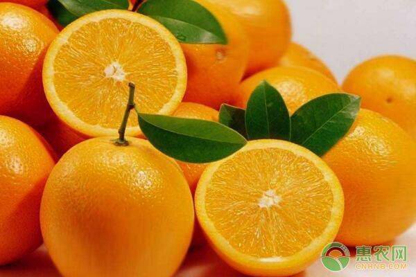 Refrigerated orange plantation technology