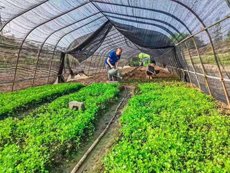 Cream cultivation techniques