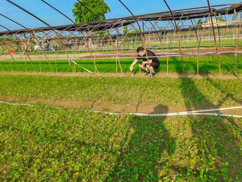 Cream cultivation techniques