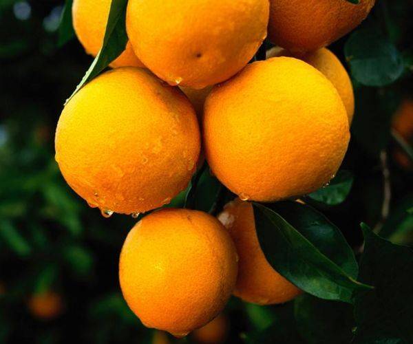 Refrigerated orange plantation technology