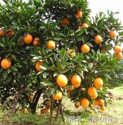 Refrigerated orange plantation technology