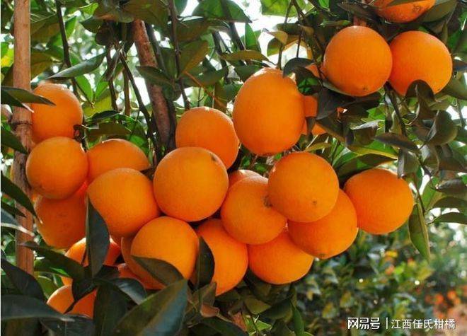 Refrigerated orange plantation technology