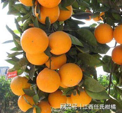 Refrigerated orange plantation technology