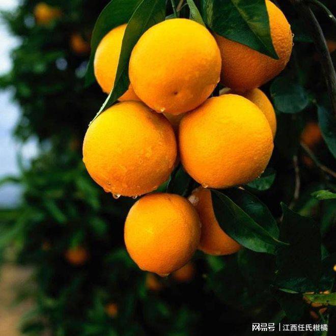 Refrigerated orange plantation technology