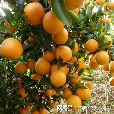 Refrigerated orange plantation technology