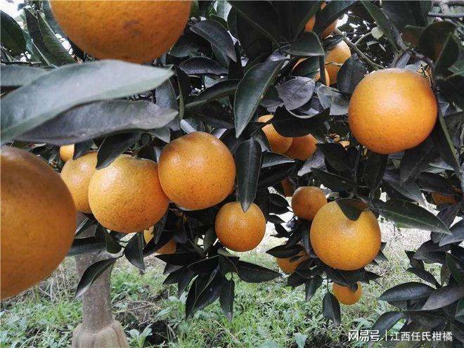 Refrigerated orange plantation technology
