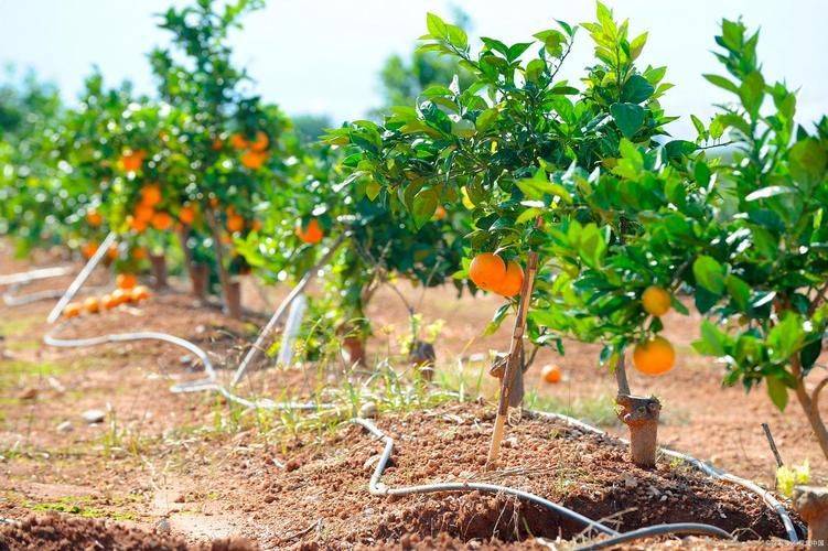 Refrigerated orange plantation technology