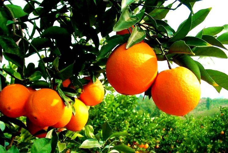 Refrigerated orange plantation technology