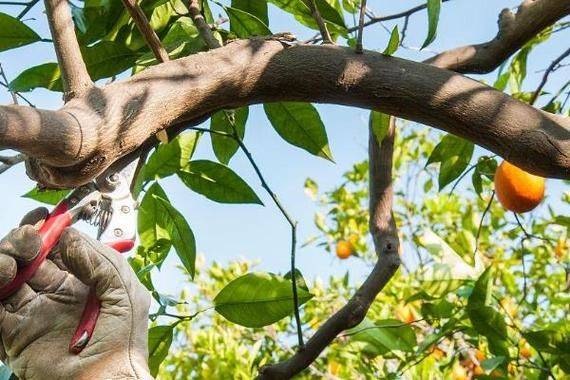 Refrigerated orange plantation technology