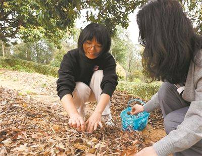 人工大棚松茸种植技术