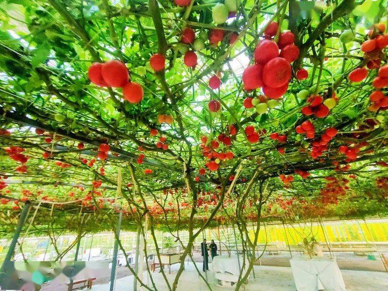 Tomato tree field cultivation techniques