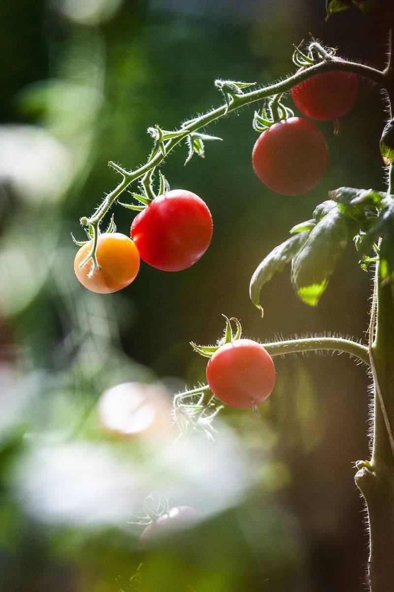 Tomato tree field cultivation techniques