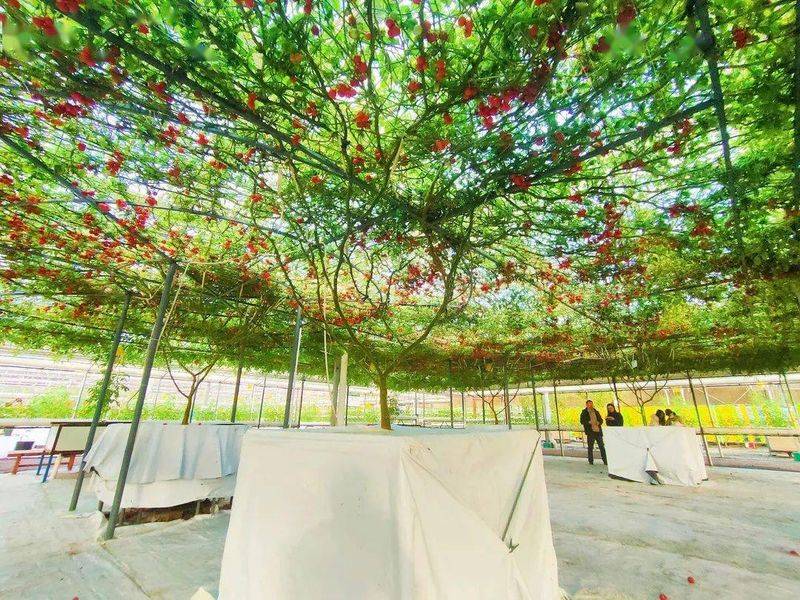 Tomato tree field cultivation techniques