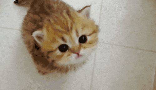 猫叫综合症成因