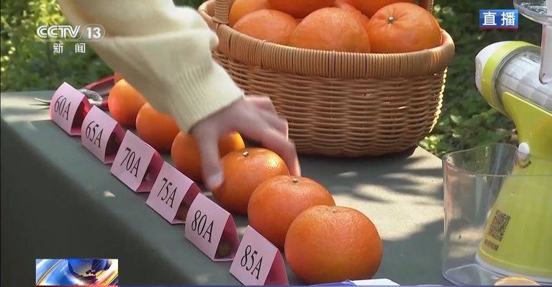 A video of guangxiwo grove