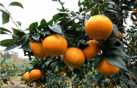 A video of guangxiwo grove