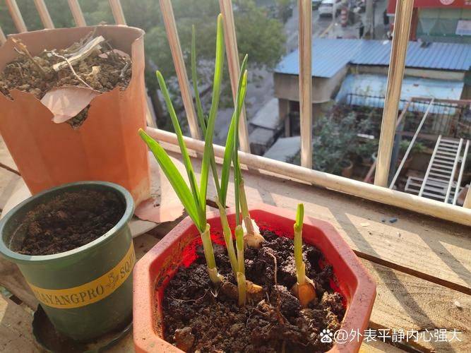 富硒小麦种植技术