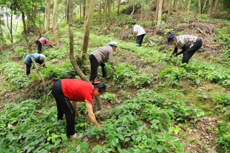 Artificial shed pine cultivation techniques
