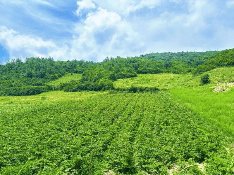 Artificial shed pine cultivation techniques