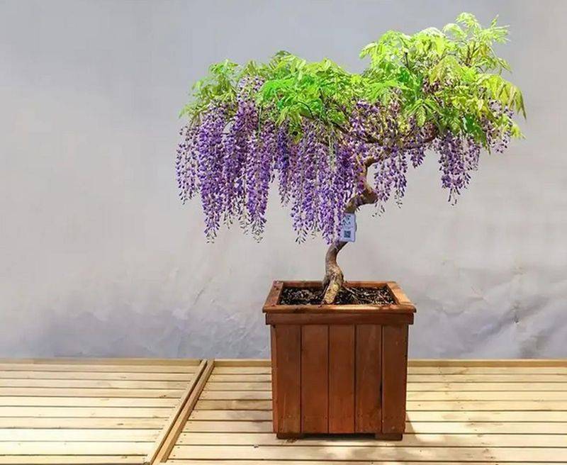 紫腾的种植方法