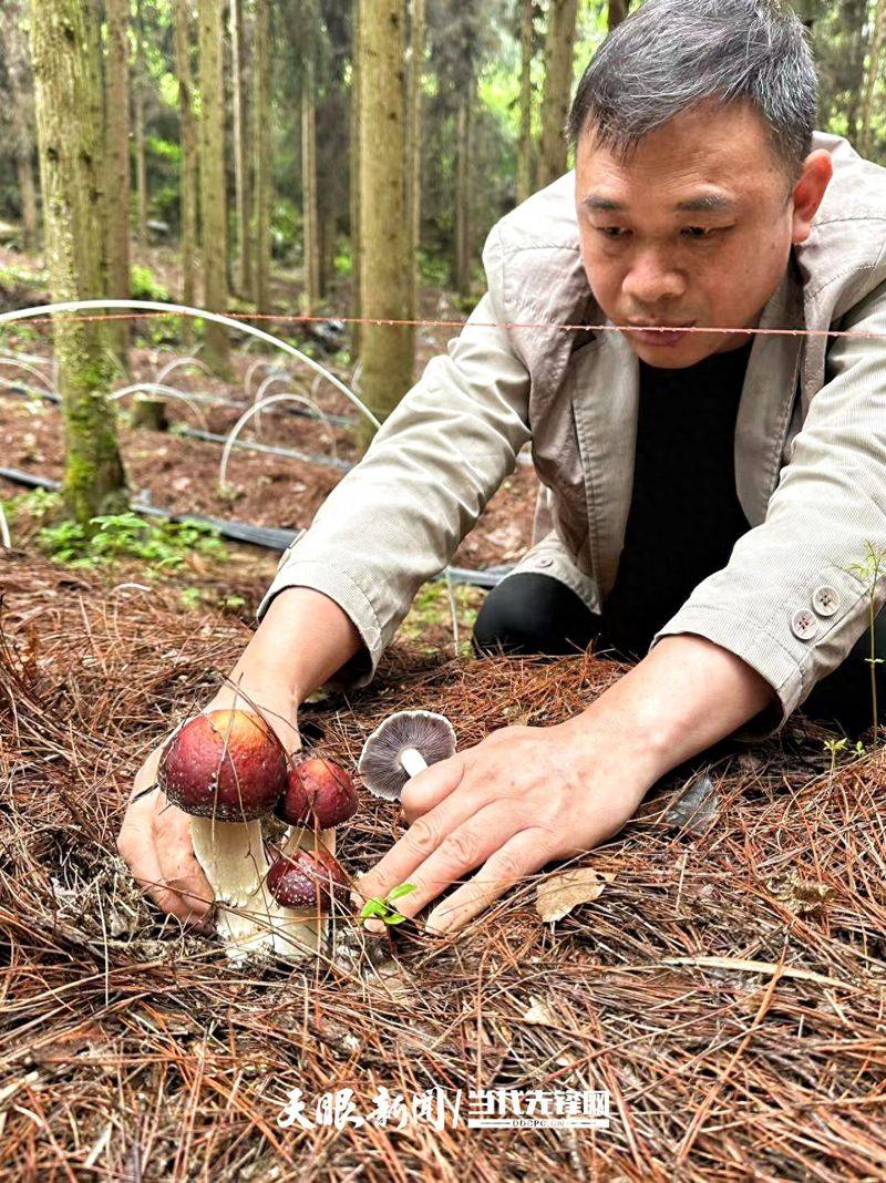 Artificial shed pine cultivation techniques