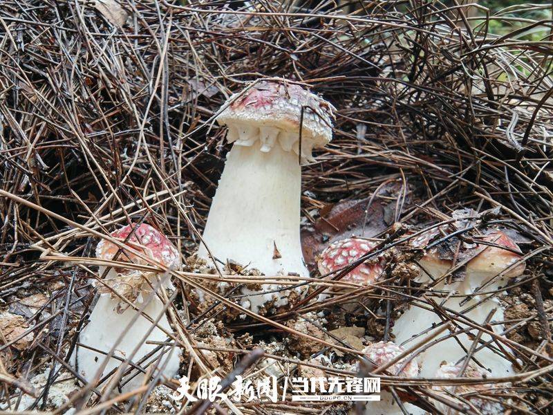 Artificial shed pine cultivation techniques