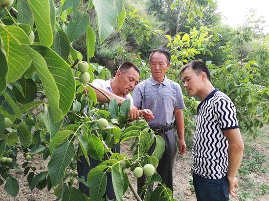 黑龙江种植沙棘果树