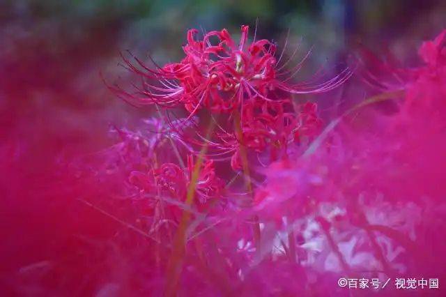 曼莎珠华种植方法