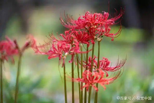 曼莎珠华种植方法