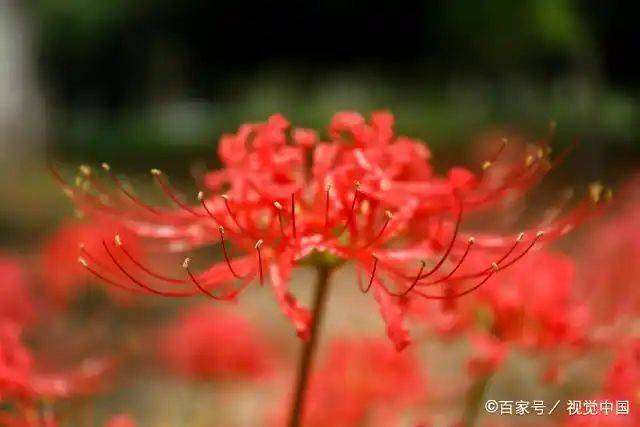 曼莎珠华种植方法