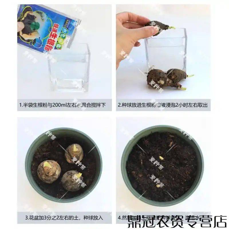 曼莎珠华种植方法