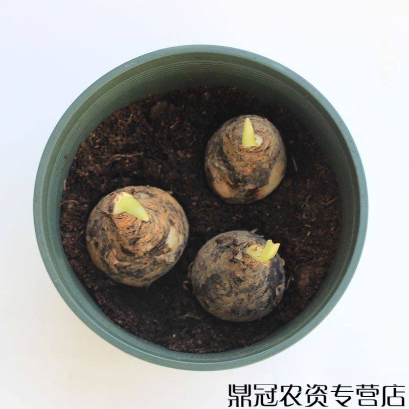 曼莎珠华种植方法