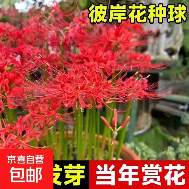 曼莎珠华种植方法