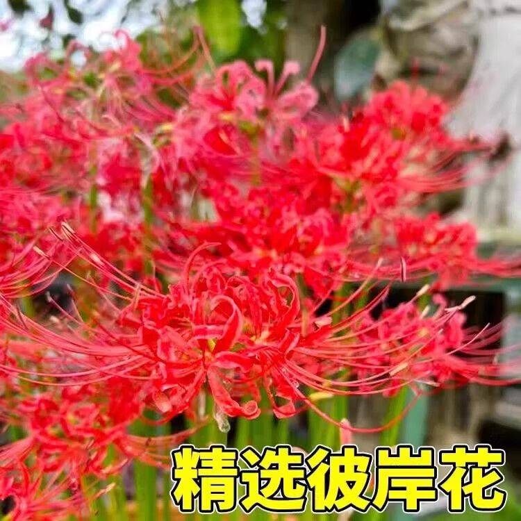 曼莎珠华种植方法
