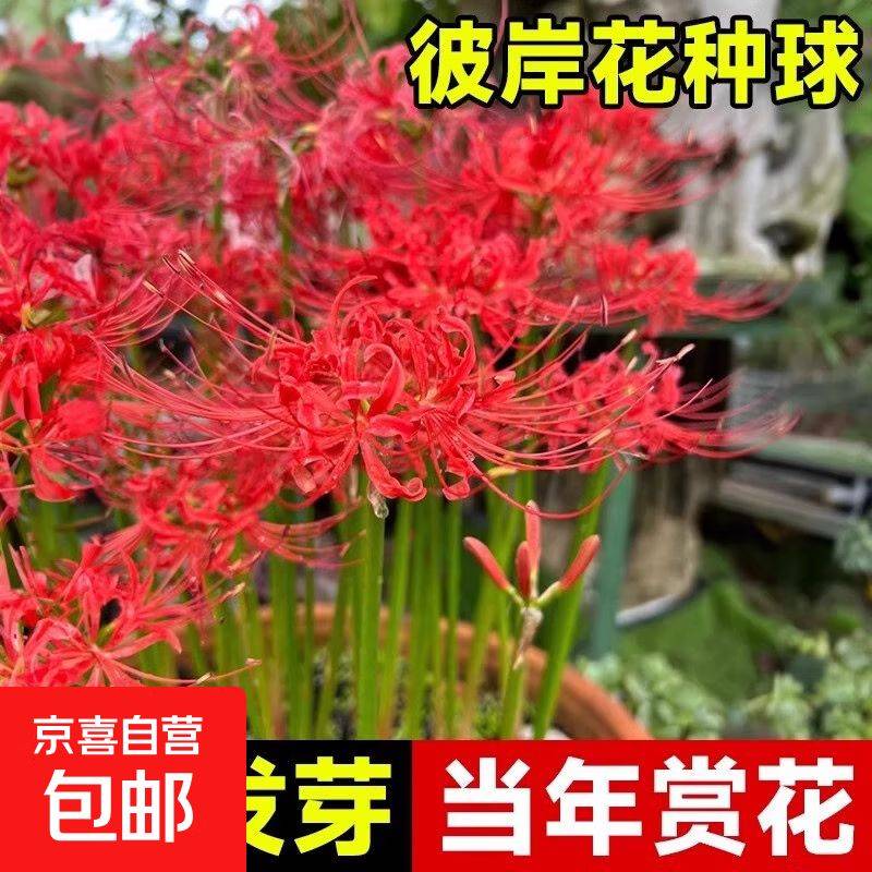 曼莎珠华种植方法