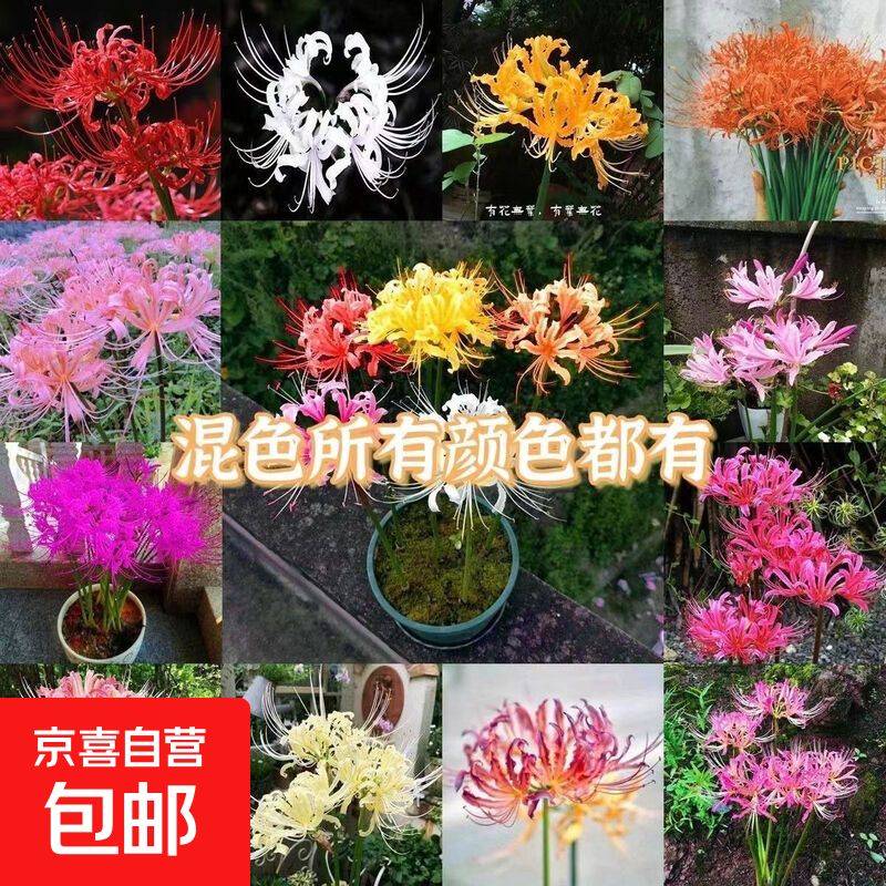 曼莎珠华种植方法