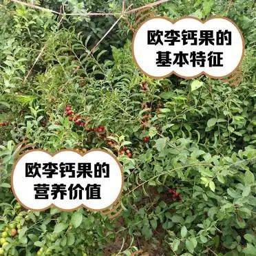 Heilong river grows sandorgan trees
