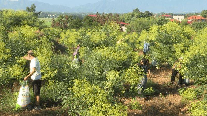 厂家槐米树种植方法