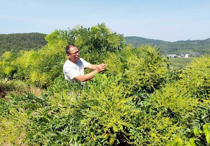 厂家槐米树种植方法