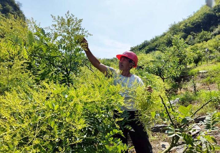 厂家槐米树种植方法