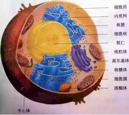 诱导多能干细胞机理