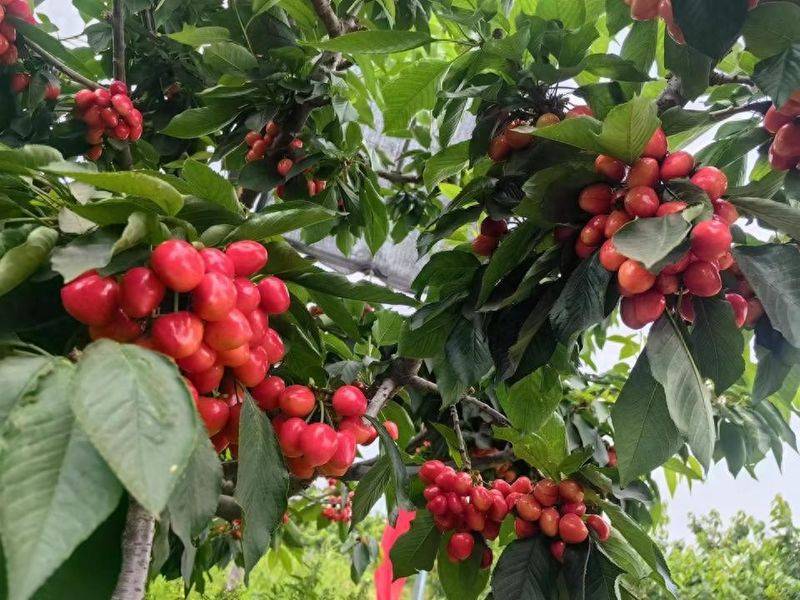 Cherry tree planting techniques