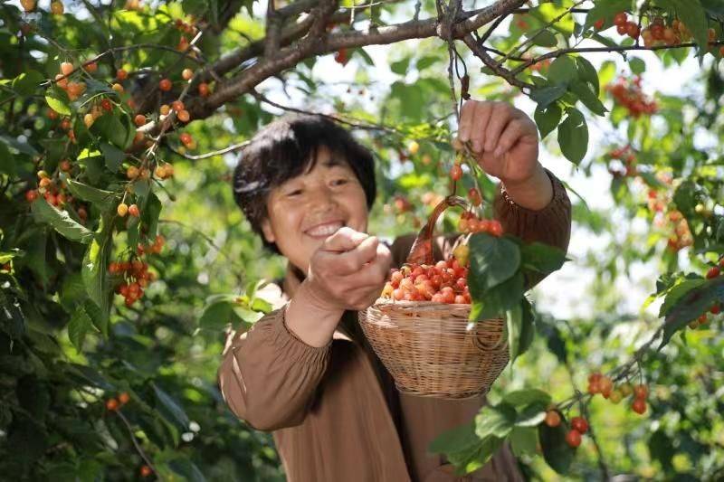 Cherry tree planting techniques