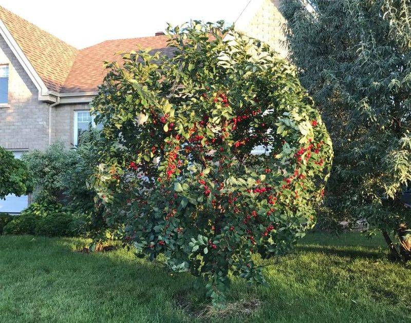 Cherry tree planting techniques